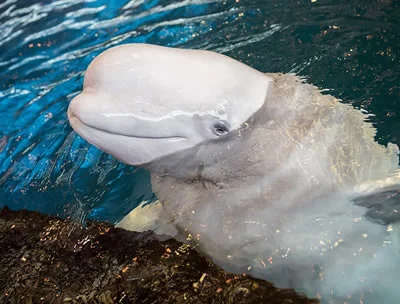ballenas beluga en el acuario de Chicago