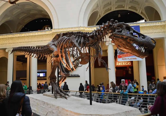 Museos en Chicago Field Ciencias Naturales Tiranousario Rex